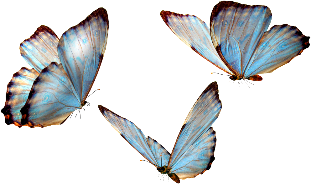 Butterfly 3